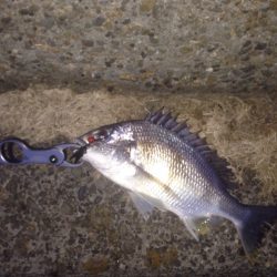 真冬のチニング