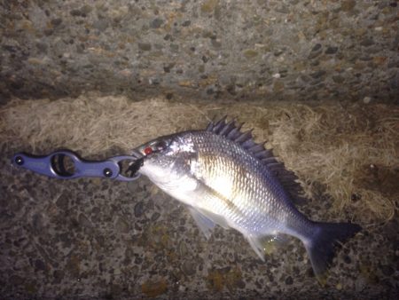 真冬のチニング