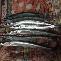 明石海峡下のサヨリ釣り