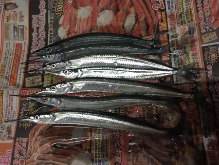 明石海峡下のサヨリ釣り