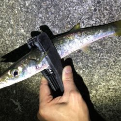 南紀カマスゲーム