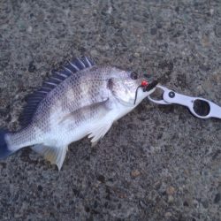 真冬のチニング