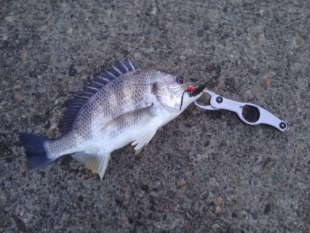 真冬のチニング