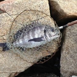 高砂埋立地 チヌの観察日記