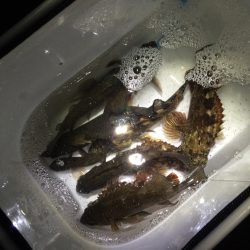 りんくう　プラグ爆釣‼︎