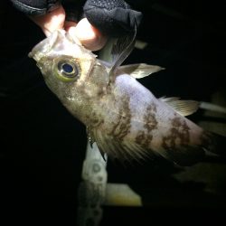 樽井漁港　メバリングで久々安打