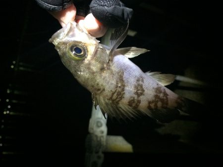 樽井漁港　メバリングで久々安打