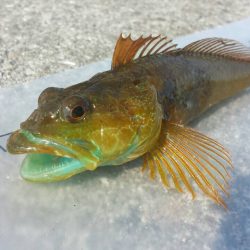 おのころ愛ランド周辺　根魚狙い！  夜釣り。