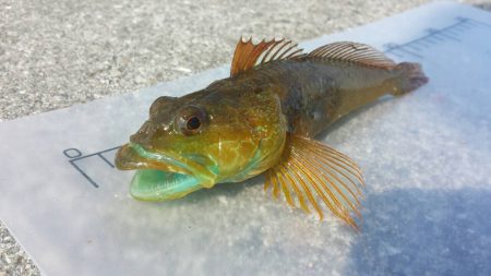 おのころ愛ランド周辺　根魚狙い！  夜釣り…