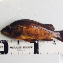 深日漁港 3度目の正直でメバリング釣行