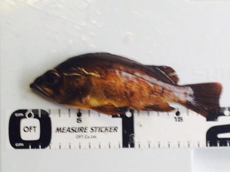 深日漁港　3度目の正直でメバリング釣行