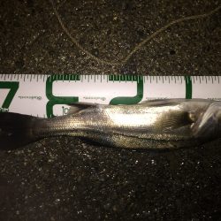 ボラ祭り&嬉しい外道