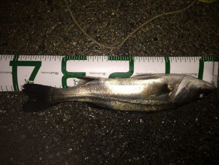 ボラ祭り&嬉しい外道