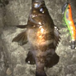 ヤリイカからメバル