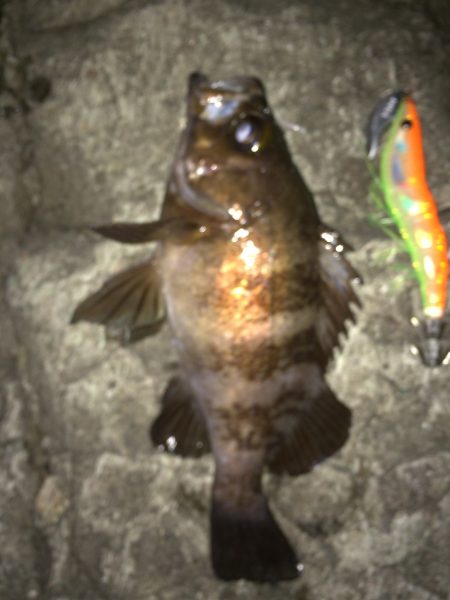 ヤリイカからメバル