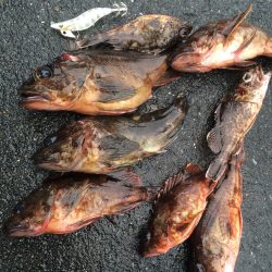 ロックフィッシュ