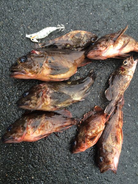 ロックフィッシュ