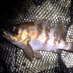 久々のおメバル…しかし後が続かず