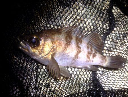 久々のおメバル…しかし後が続かず