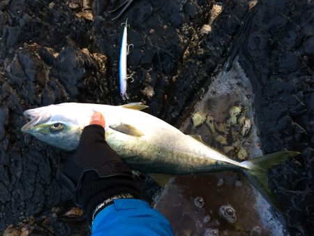 志原の磯でハマチ２本