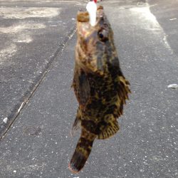 久しぶりの釣行で、何とかボウズは免れました。