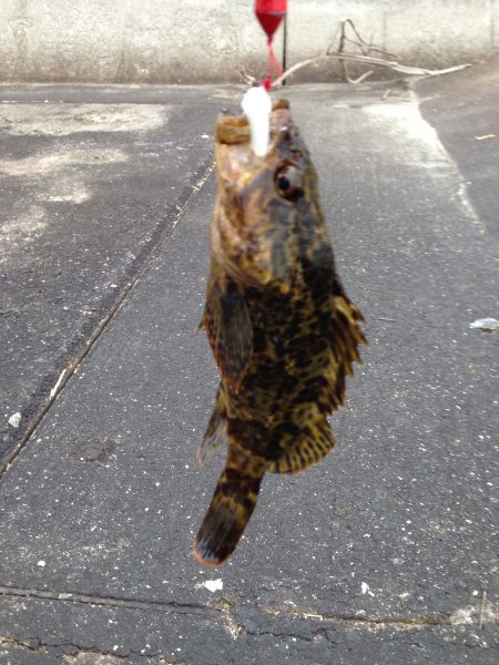 久しぶりの釣行で、何とかボウズは免れました…