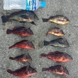 根魚 夜釣り 爆釣‼️