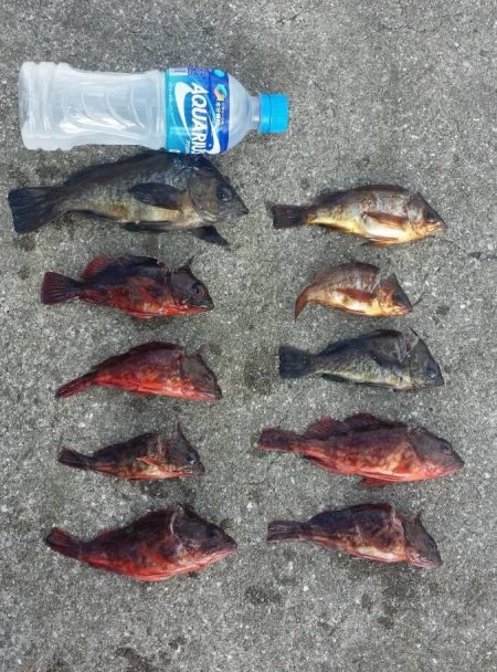 根魚 夜釣り 爆釣‼️