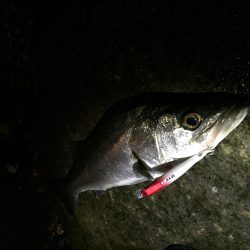 リバーシーバス