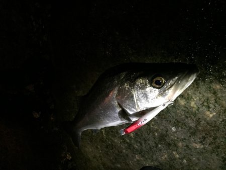 リバーシーバス