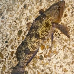 アジ狙いでまさかのポン!?