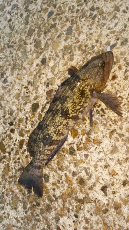 アジ狙いでまさかのポン！？