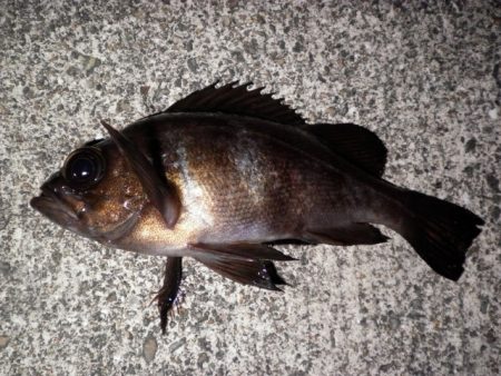 前回の釣行とはうってかわって・・・