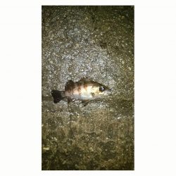 東二見人工島メバリング