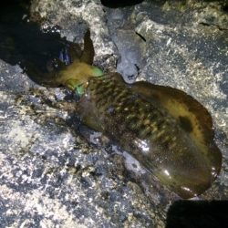 満月大潮！？超爆風！ヤエン釣行