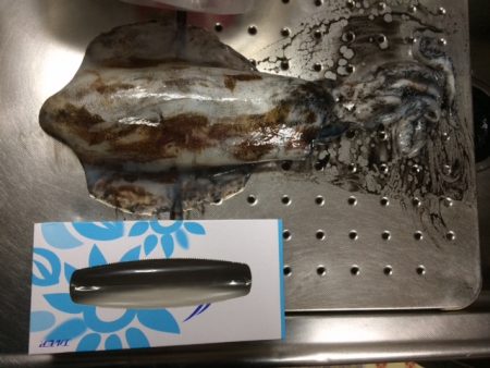 南紀ヤエン釣行！