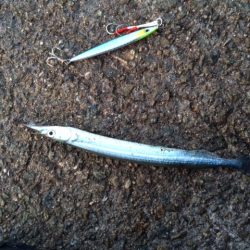 朝まずめのサヨリ！