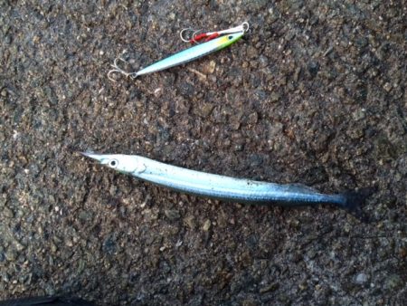 朝まずめのサヨリ！