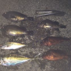 紀ノ川河口　夜釣り！