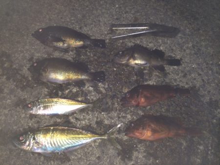 紀ノ川河口　夜釣り！