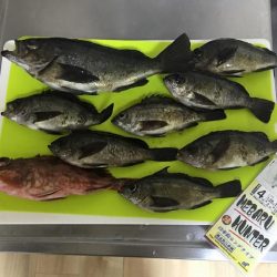 激渋の持久戦　サビキでメバル狙い