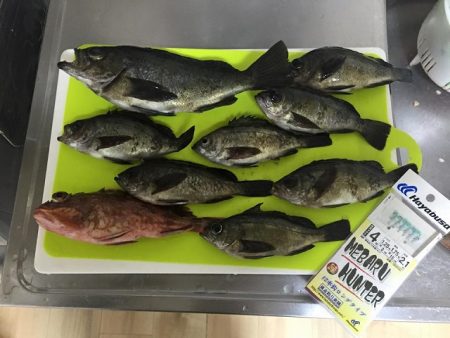 激渋の持久戦　サビキでメバル狙い