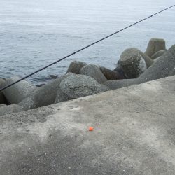 しぶい中、チヌ37㎝！