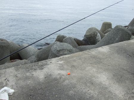 しぶい中、チヌ37㎝！