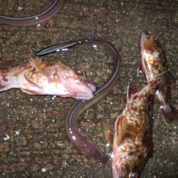 メバル狙いも不発でもガッシーは遊んでくれます