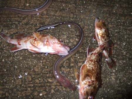 メバル狙いも不発でもガッシーは遊んでくれます