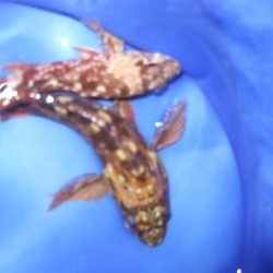 天気は最高!チヌ狙いも釣果は