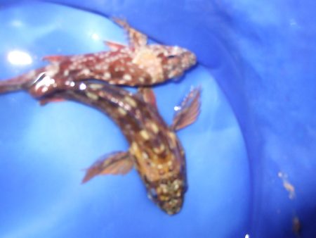 天気は最高!チヌ狙いも釣果は