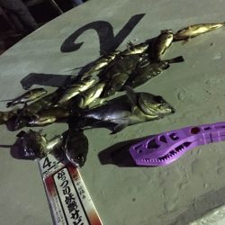 激渋の持久戦　サビキでメバル狙い