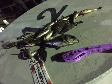 激渋の持久戦　サビキでメバル狙い